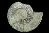 Green Ammonite (Orthosphinctes) Fossil - Germany #125618-1